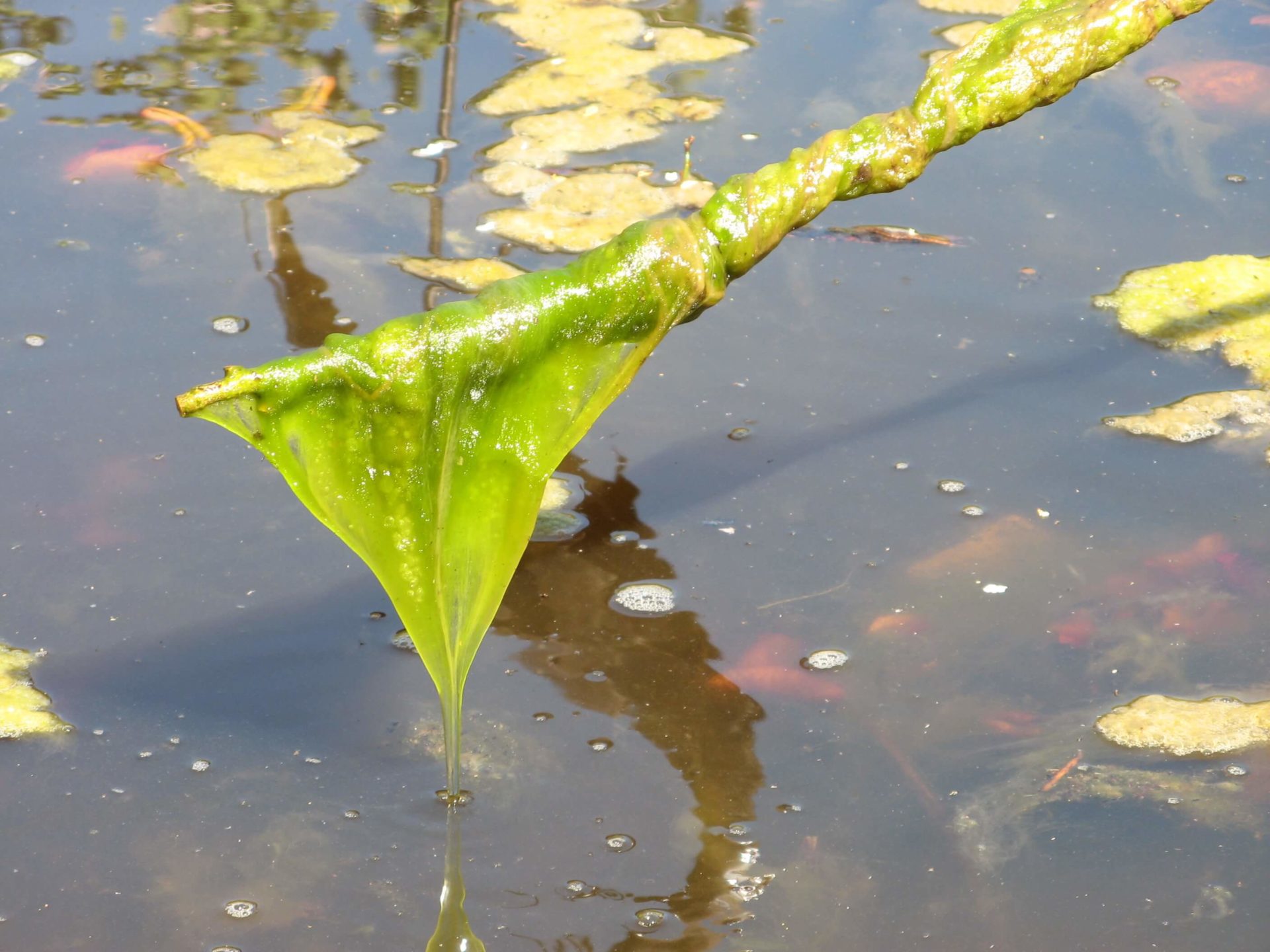 Algae on stick