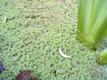 Azolla-and-duckweed-in-a-pond.jpg