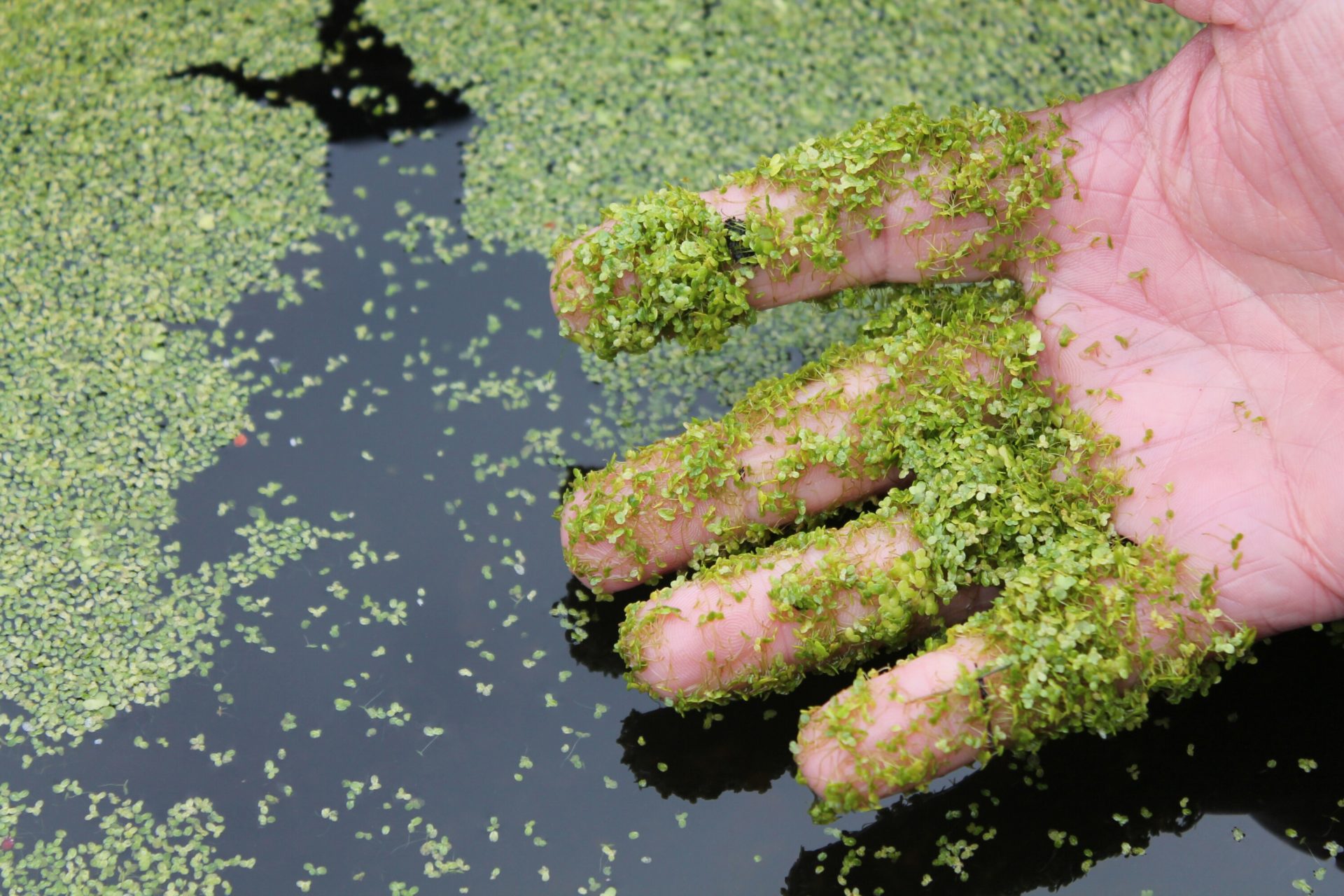 Duckweed on hand