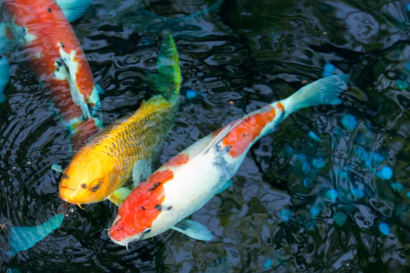 Eco Pond Ecofriendly products for wildlife and fish ponds