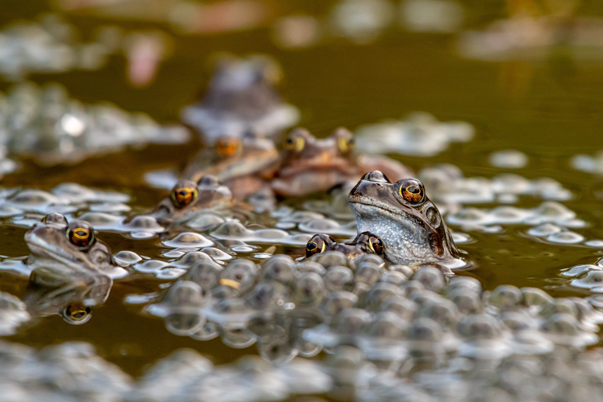 Frogs and frog spawn
