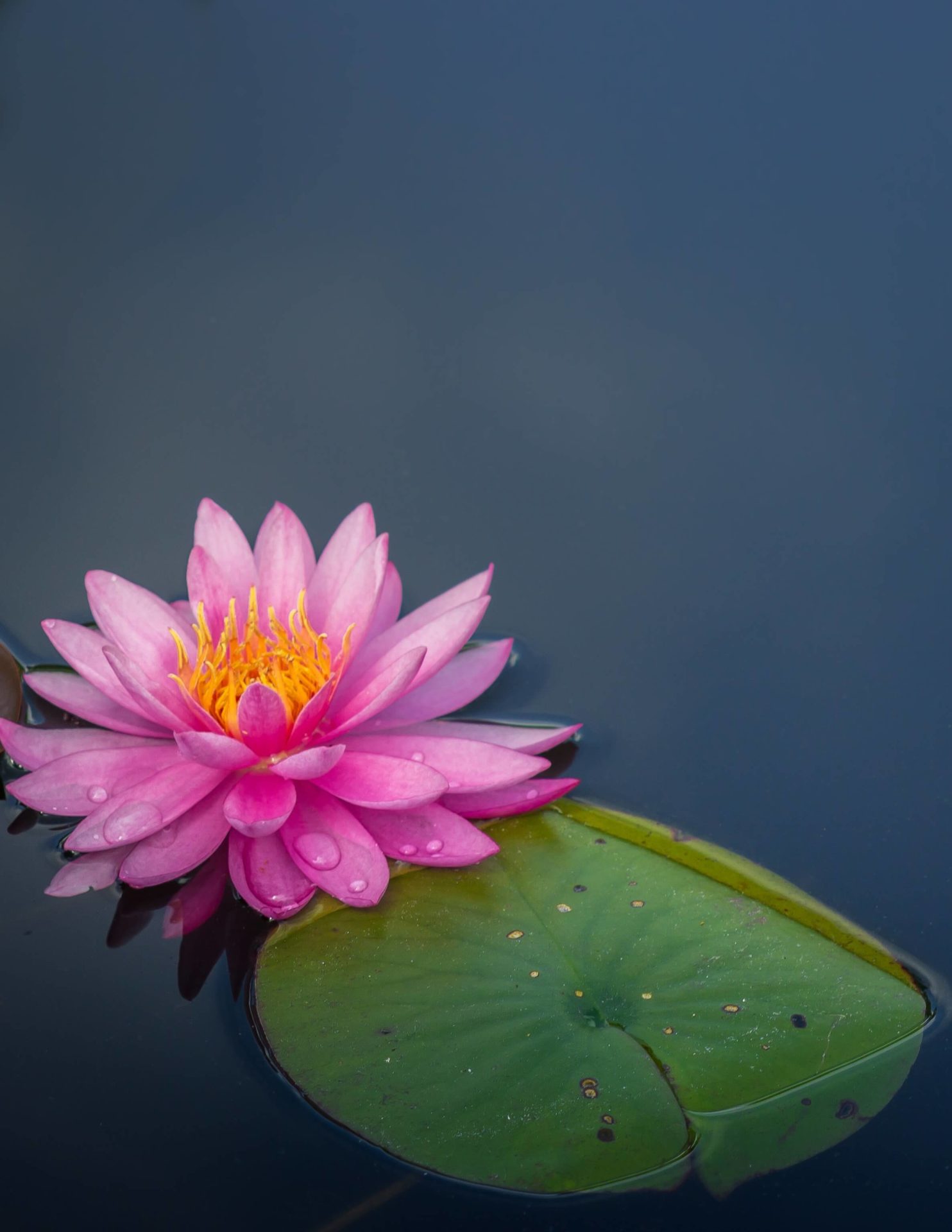 water lilly