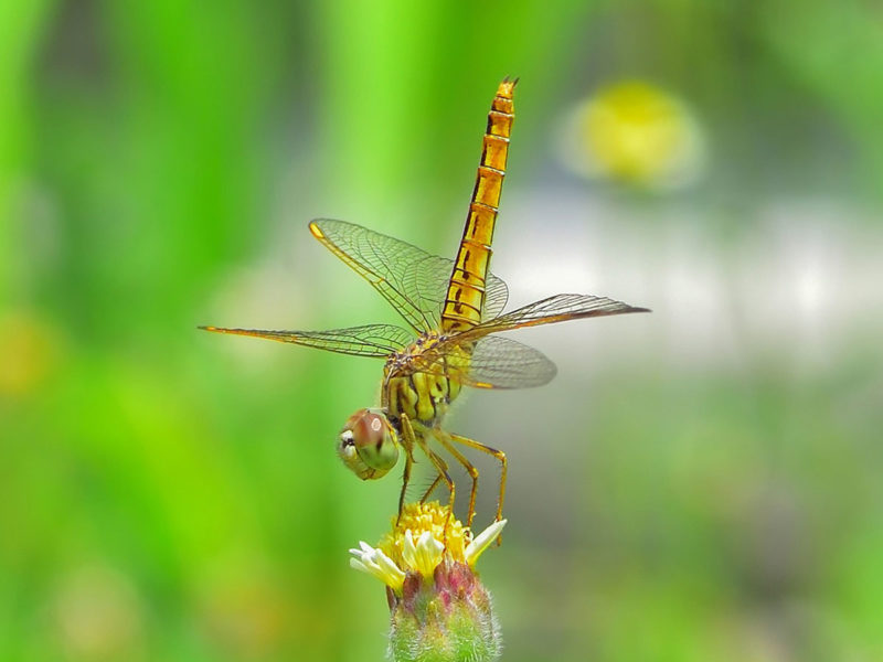 Dragonfly