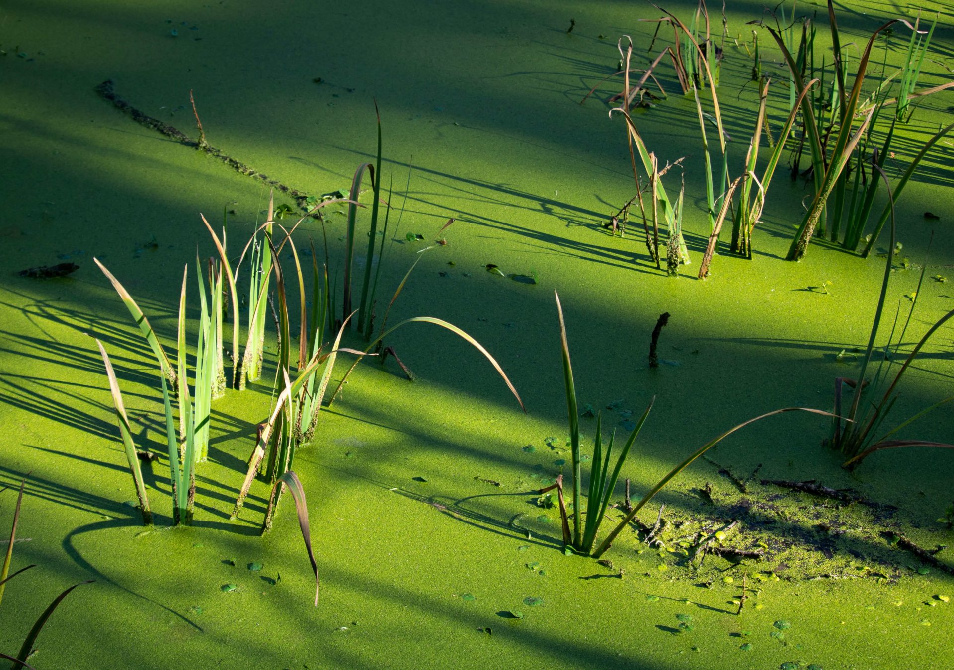 Algae filled pond