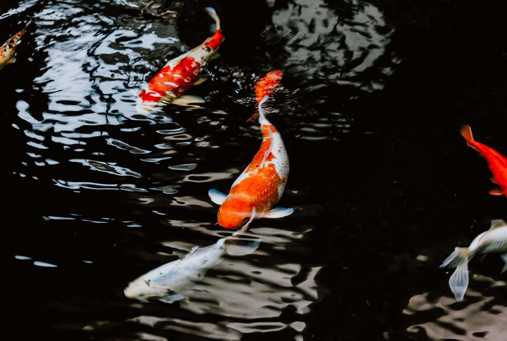 Koi fish in pond