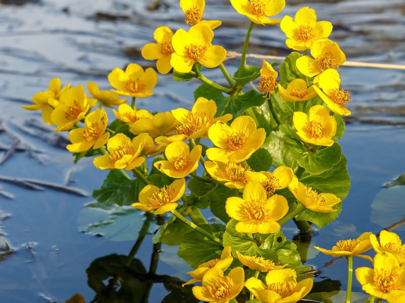 Marsh Marigold