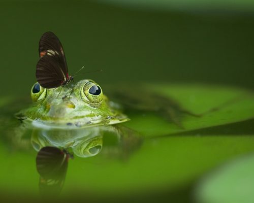 Frog and butterfly in a pond