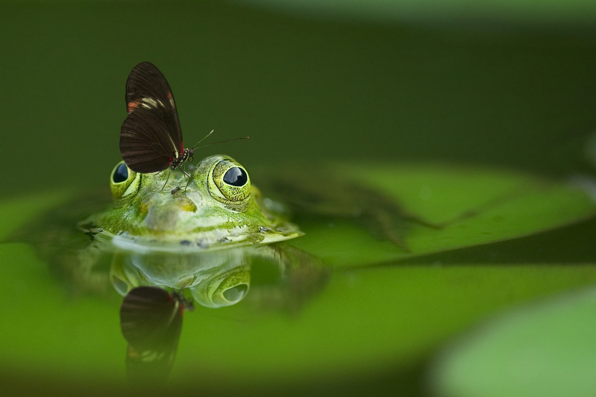 Frog and butterfly in a pond