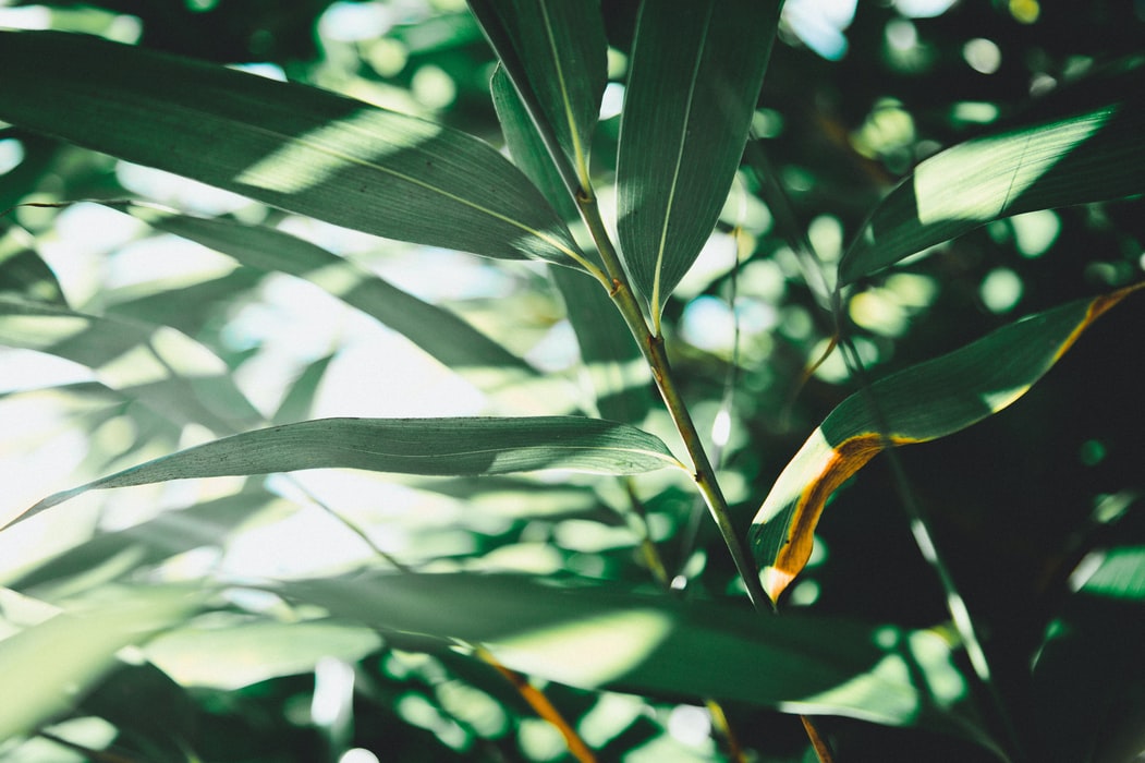 trees-leaves-green