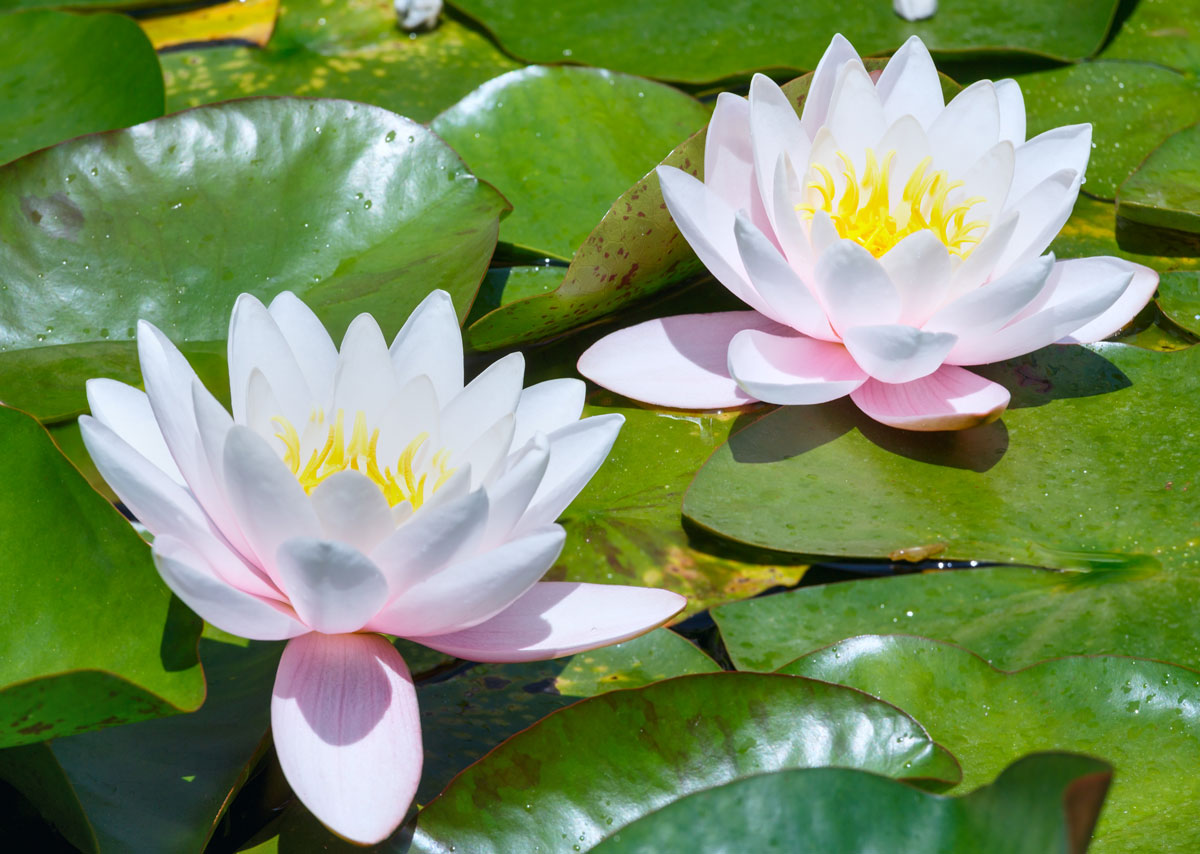 pink water lilies